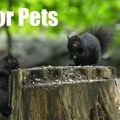 Black Squirrels and Forest Friends - 10 Hour Video for Pets and People to Watch 😺 - Jun 23, 2025