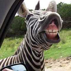 ANIMALS are too FUNNY, They'll 101%  Definitely Brighten Your Day! 🤣