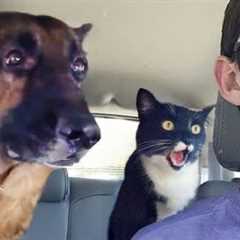 Animals Being Over Dramatic Who Deserve An Oscar 😁 Funniest ANIMAL Videos