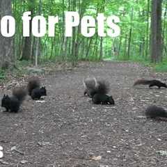 A Scurry of Squirrels and Chipmunks in the Forest - 10 Hour Video for Pets to Watch 😺 - Jun 25, 2025