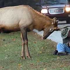 Shocking Moments Animals Invading Cities Caught on Camera 😁 Funniest Animal Videos 2025