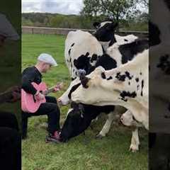 Farm Animal Videos So Funny They'll Have You Hootin' and Hollerin'! 🐓🤣