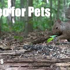 Chipmunks and Squirrels in Harmony - 10 Hour Video for Pets and People to Watch 😺 - Jun 26, 2025