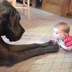When Big Dogs Become the Sweetest Babysitters