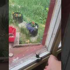 Man Rescues Hummingbird After It Flies Into His House