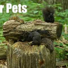 Black Squirrels, Chipmunks and Birds in the Forest - 10 hour Cat TV for Pets 😺 - Jun 27, 2025