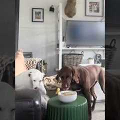 Girl Places Pasta Bowl Before Dogs To Observe Their Reaction