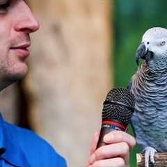 Best PARROT Talking Moments.. You won't believe😂