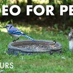 Relaxing Video for Pets and People 😺 - 10 Hours of Backyard Birds and Squirrels - Jun 29, 2025