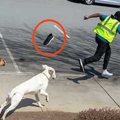 When Delivery Drivers Encounter Dramatic Animals 🤣 Funniest Animals Video
