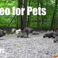 Cat TV for Pets to Watch 😺 - A Scurry of Squirrels in a Beautiful Forest - Jun 30, 2025