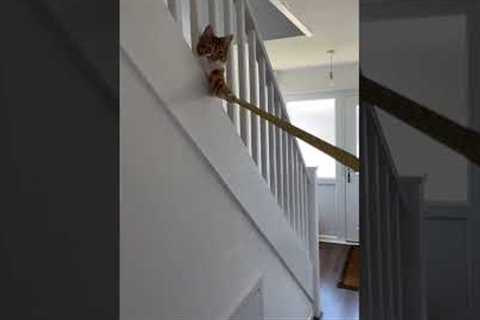 Cat Holds Measuring Tape For Man!