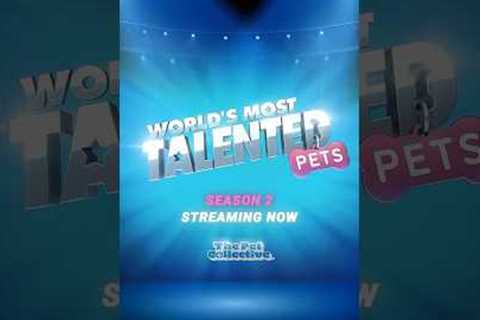 The most adorable showdown drops TODAY on The Pet Collective Streaming Channel!