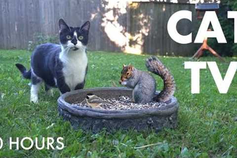 Backyard Rabbits, Birds, Squirrels and Curious Cats - 10 hour Cat TV for Pets 😺 - Jun 04, 2025