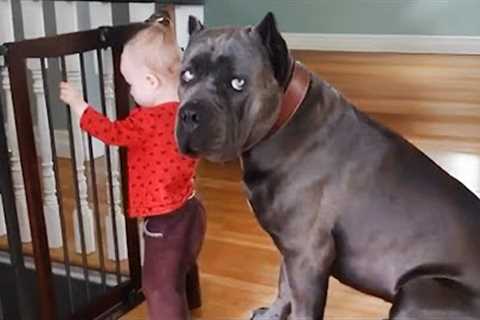 When The Huge Cane Corso Protects Baby Like She’s His Own Puppy🐶