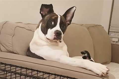 Ranking the Hilarious Weird DOG Moments 2025 🤪