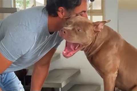 No one Wanted to Live with These PitBulls… until now! 😅