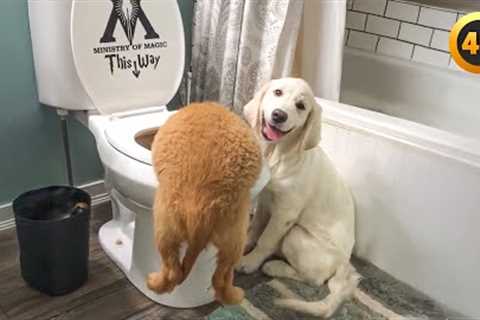 Funny Puppy Caught in the Potty! | Hilarious Puppy Moments