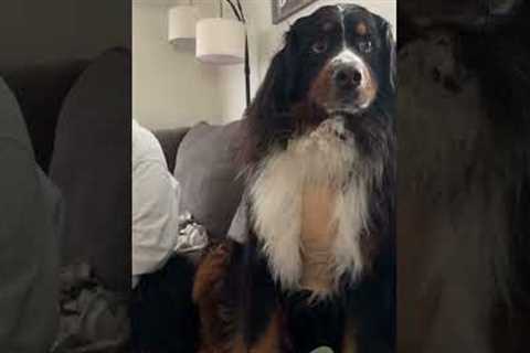Cheeky Dog Points to Woman When Asked Funny Question
