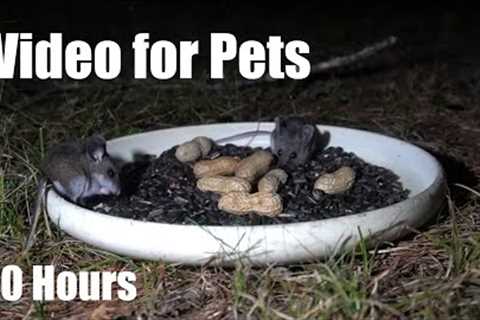 Relaxing Video for Pets and People - 10 Hours of Mice at Night - Cat TV 😺 - Jun 08, 2025