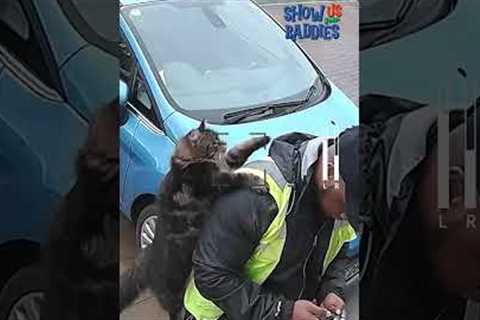 🚨 Funny Animal + Delivery Driver Encounters