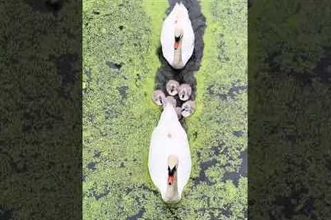Gorgeous Swan Family Swims Through Stream 😍