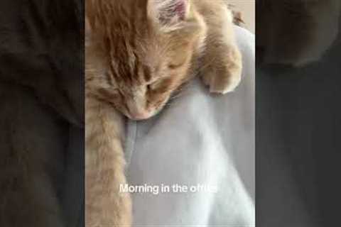 Orange Cat Snuggles Around Neck While Woman Works!