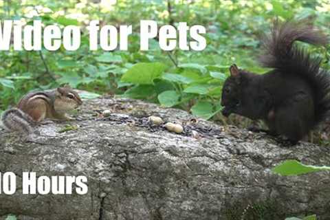 Chipmunks, Squirrels and Forest Friends in Harmony - 10 hour Cat TV for Pets 😺 - Jun 11, 2025