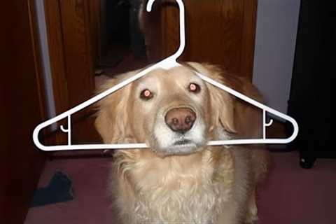 Can You Last 20 Minutes Without Laughing? These Funny Dogs Dare You!