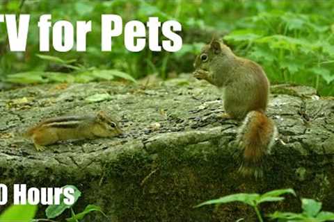 Red Squirrels, Chipmunks and Animals in the Forest - 10 Hour Cat TV for Pets 😺 - Jun 13, 2025