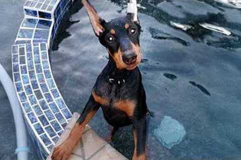 I Thought Dobies Are Serious... Until I Got Him 😂Funny DOBERMAN DOGS