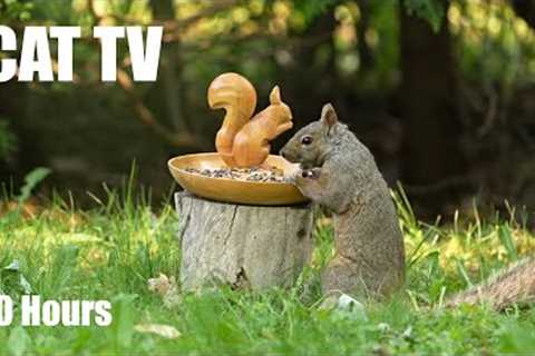 Saturday Morning Cartoons for Pets 😺 - 10 Hours of Backyard Birds and Squirrels - Jun 14, 2025