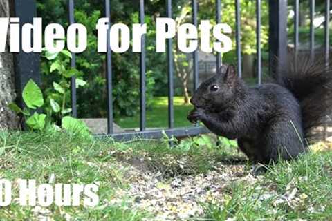 Beautiful Backyard Birds and Squirrels for Pets to Watch - 10 hour Cat TV 😺 - Jun 15, 2025