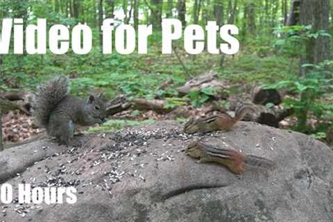 Chipmunks, Squirrels and Forest Friends - 10 Hour Cat TV for Pets to Watch 😺 - Jun 16, 2025