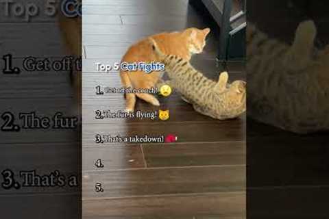 Top Five Cat Fights!