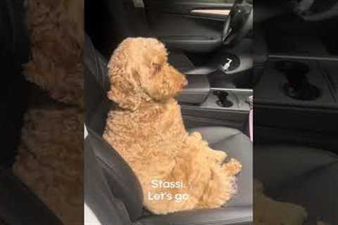 Dog Throws Tantrum And Refuses To Leave Car