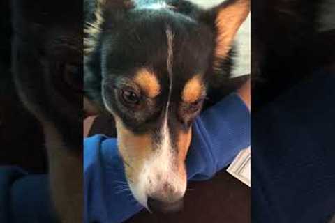Why Does My Dog Spin To Go Potty? | Pet Pointers