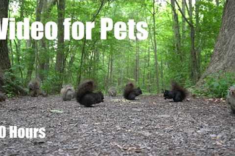 A Scurry of Squirrels and Chipmunks in the Forest - 10 Hour Cat TV for Pets 😺 - Jun 19, 2025