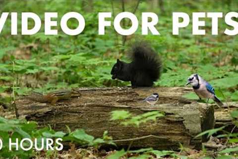 Saturday Morning Cartoons for Pets - 10 Hours of Animals in the Forest - Cat TV - Jun 21, 2025