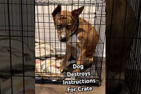 I SAID I didn't need a bigger crate! 😤🐶 #Dogs #DogLife #Crate