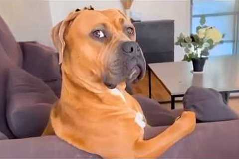 1 Hour of the Funniest Animal Videos 2025 😂