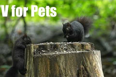 Black Squirrels and Forest Friends - 10 Hour Video for Pets and People to Watch 😺 - Jun 23, 2025