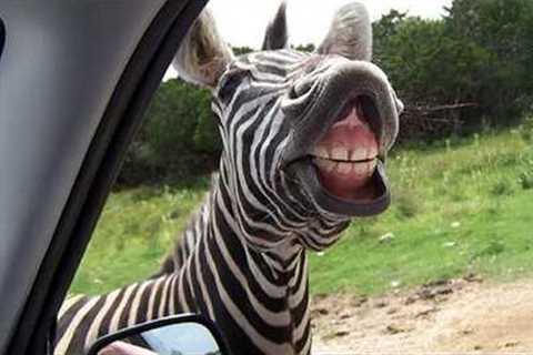 ANIMALS are too FUNNY, They'll 101%  Definitely Brighten Your Day! 🤣
