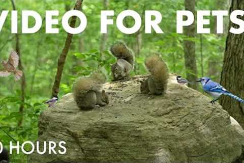 Chipmunks, Birds and Squirrels in a Canadian Forest - 10 Hour Cat TV for Pets 😺 - Jun 24, 2025