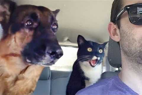 Animals Being Over Dramatic Who Deserve An Oscar 😁 Funniest ANIMAL Videos
