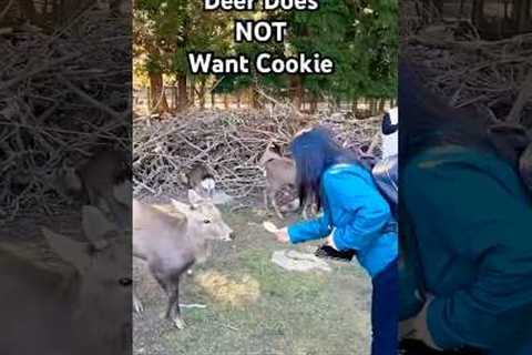 Oh, no I'm not hungry! - 🦌 (Via -  Rohini H.) #Deer #DeerLife #Wildlife