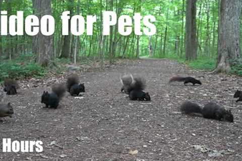 A Scurry of Squirrels and Chipmunks in the Forest - 10 Hour Video for Pets to Watch 😺 - Jun 25, 2025