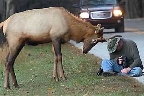 Shocking Moments Animals Invading Cities Caught on Camera 😁 Funniest Animal Videos 2025