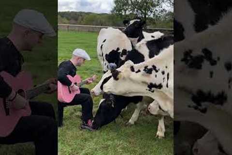 Farm Animal Videos So Funny They'll Have You Hootin' and Hollerin'! 🐓🤣