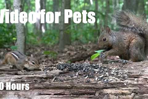 Chipmunks and Squirrels in Harmony - 10 Hour Video for Pets and People to Watch 😺 - Jun 26, 2025